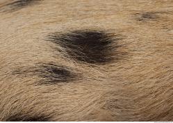 Photo Textures of Fur